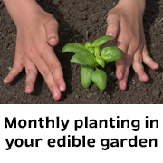 Edibles to plant in Melbourne this month