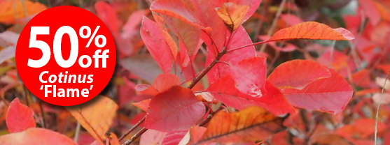 50% off Cotinus Flame