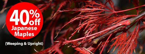 40% off Japanese Maples (Weeping & Upright)