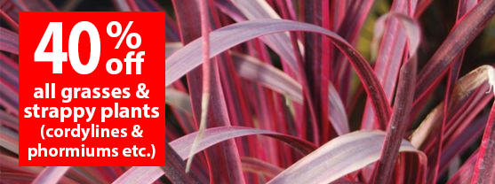 40% off all grasses and strappy plants. (Cordylines and Phormiums etc.)