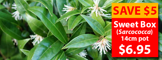 Sweet Box (Sarcococca) 14cm pots $6.95, Normally $11.95
