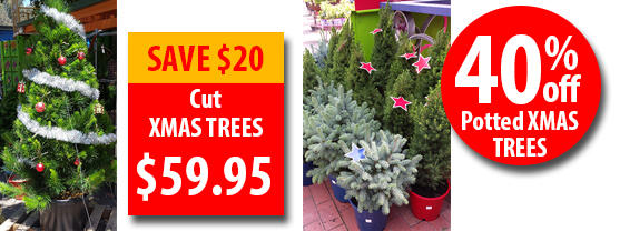 =40% off Potted Xmas Trees and $20 off Cut Xmas Trees