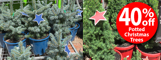 =40% off Potted Xmas Trees