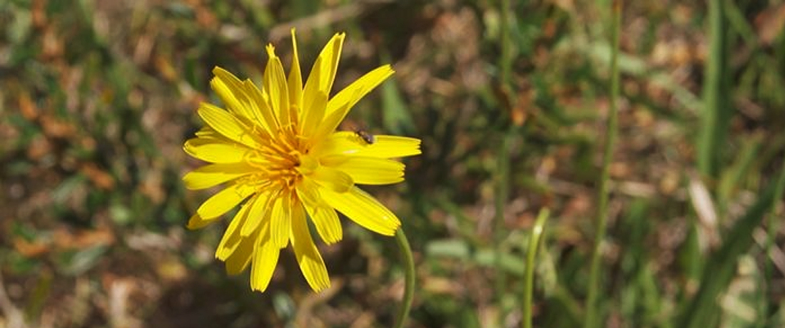 Pic from abc.net.au Gardening Australia