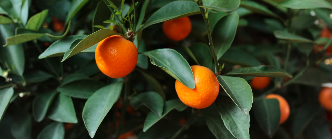 Cumquat