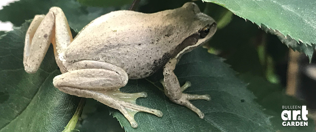 Frog Ponds - Bulleen Art Garden