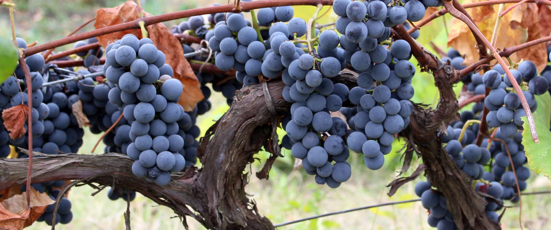 Ruby Seedless Grape Vine