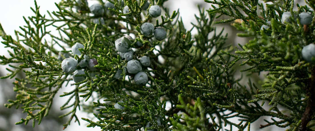 Juniper Berries - Bulleen Art Garden