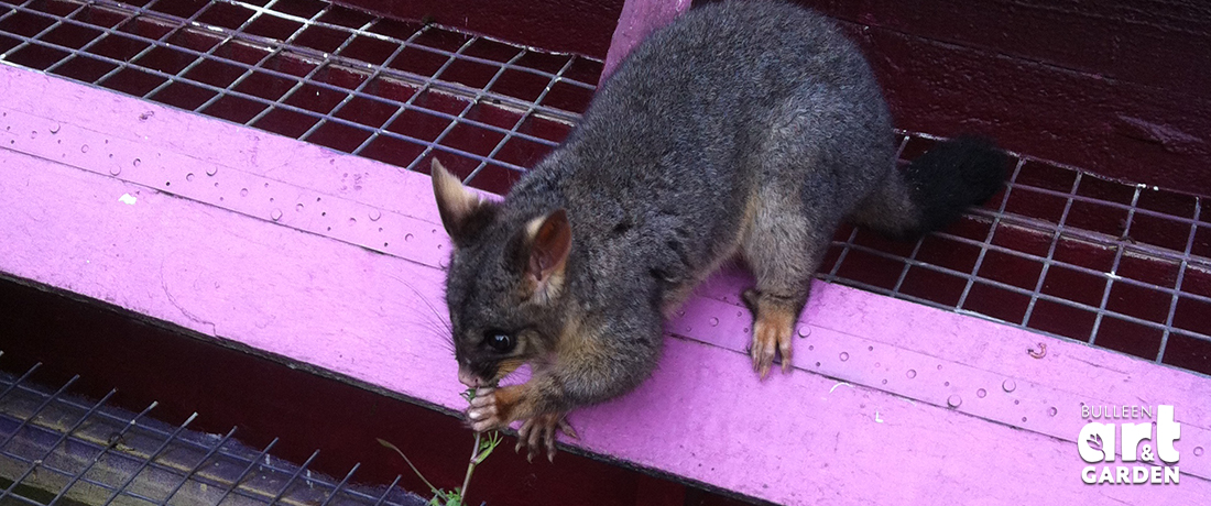 Tree possum