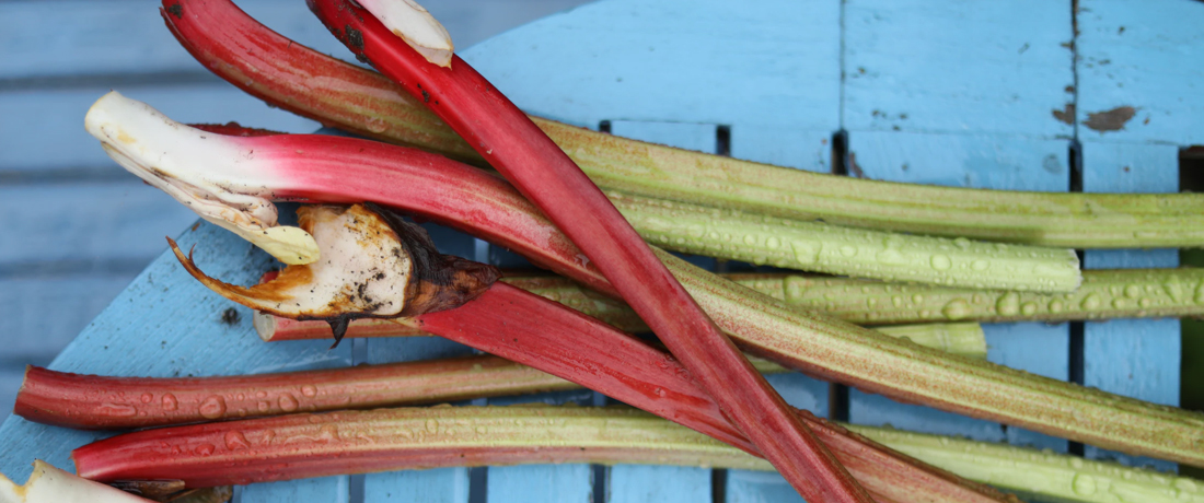 Rhubarb - Bulleen Art Garden