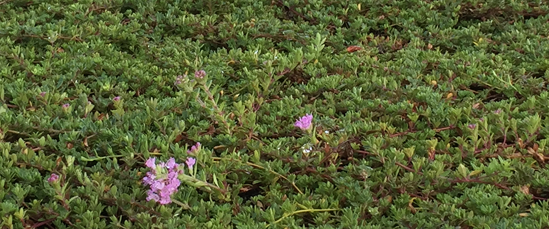 Photo © Plant Tiles Australia. Used with permission. Thymus serpyllum - Magic Carpet Thyme