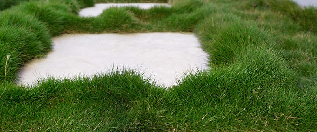 Photo © Plant Tiles Australia. Used with permission. Zoysia tenuifolia - Korean Velvet Grass