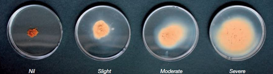 Degrees of soil dispersion (nil to severe) for soils that are non-sodic to highly sodic (from left to right) - Pic from WA Dept of Agriculture website