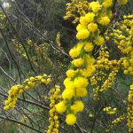 Acacia acinacea (Gold Dust Wattle)