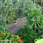 1100-community-garden