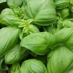 1100basil