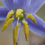 Dianella laevis (Flax Lily)
