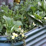 Produce Gardening in Small Spaces