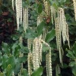 1100garryaelliptica