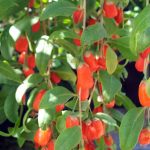 Goji Berry