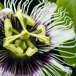 Passionfruit Flower