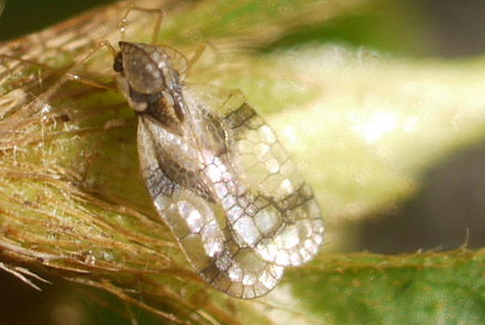 Azalea Insects Azalea Lace Bug - Bulleen Art Garden