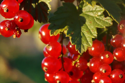 Currants - Bulleen Art Garden