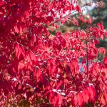 euonymus-alatus-compactus